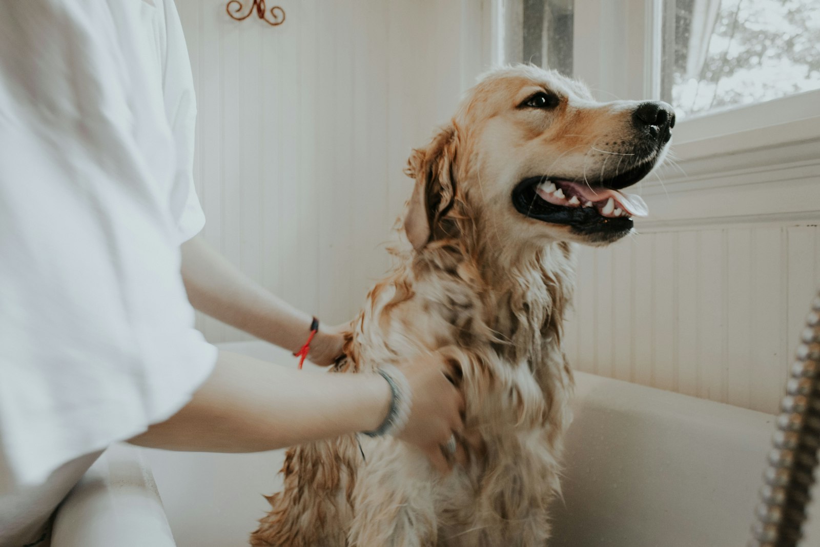 Groomed dog after a professional pet salon appointment